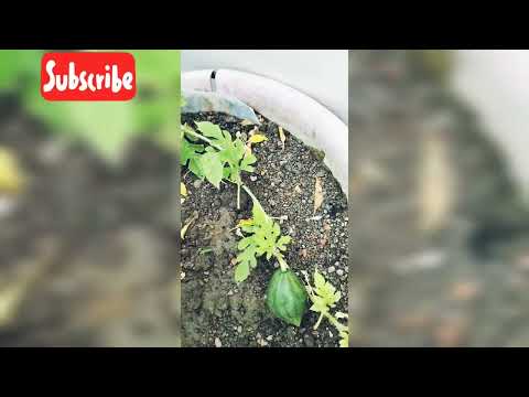 #water melon 🍈🍈#shorts#Adiba's Garden, 😛😋