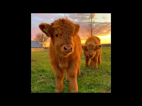 [FREE FOR PROFIT] Glaive x Ericdoa Hyperpop Type Beat - "warfare"