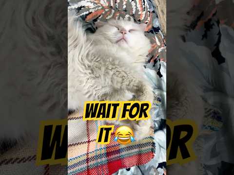 Wait for it|#trending #cat #funnyanimals #youtubeshorts #cats #funnycats #cutecats #pets #funnypets