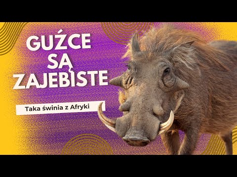 Dlaczego guźce są zajebiste