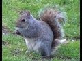 Лондон: Грин парк и забавные белки в нём / London Funny Squirrel in The Green ...