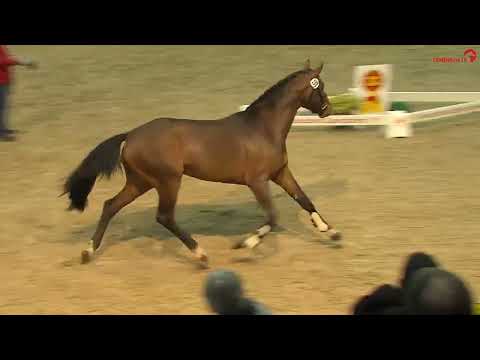 Nr  59  v. ELDORADO VAN DE ZESHOEK / MONTENDER