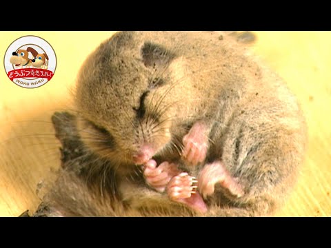 ヤマネの日と天気 自然と動物