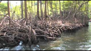 preview picture of video 'Los Haitises National Park, Samana, Dominican Republic'