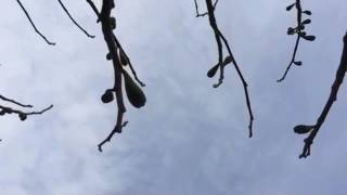 Crow Dream - Justin Adams feat. Anneli Drecker