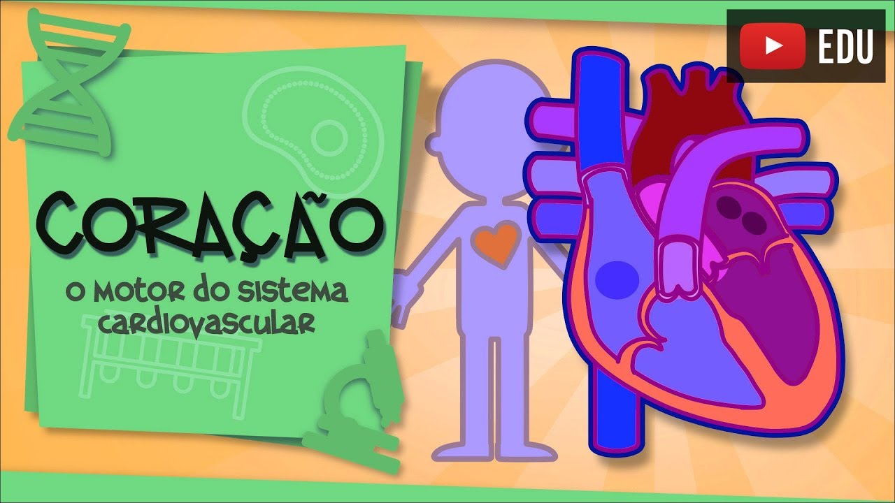 Coração - o principal órgão do Sistema Cardiovascular