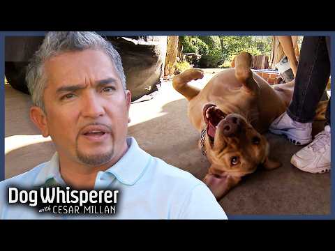 Cesar Saves Family From Out-of-Control Lab! | S5 E19 Full Episode | Dog Whisperer With Cesar Millan