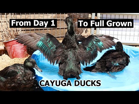 , title : 'Cayuga Ducks As Pets - The All Black Duck'