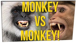 Monkeys to Blame for Man's Passing ft. Dumbfoundead &amp; DavidSoComedy