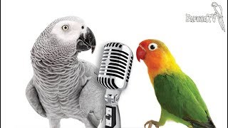 Which Parrots Can Be Taught to Talk?