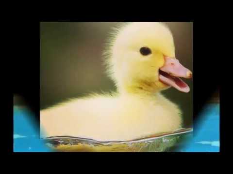 عفاف راضى حادي بادي هنا hana