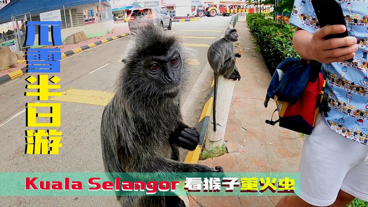 【雪兰莪#3】瓜拉雪兰莪 皇家山看猴子 赏萤火虫❤️Kuala Selangor Bukit Malawati play with monkey &  Firefly Watching Tour☝️