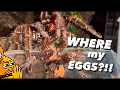 Tarantula “refuses” to give me eggs?? DO IT AGAIN!!!