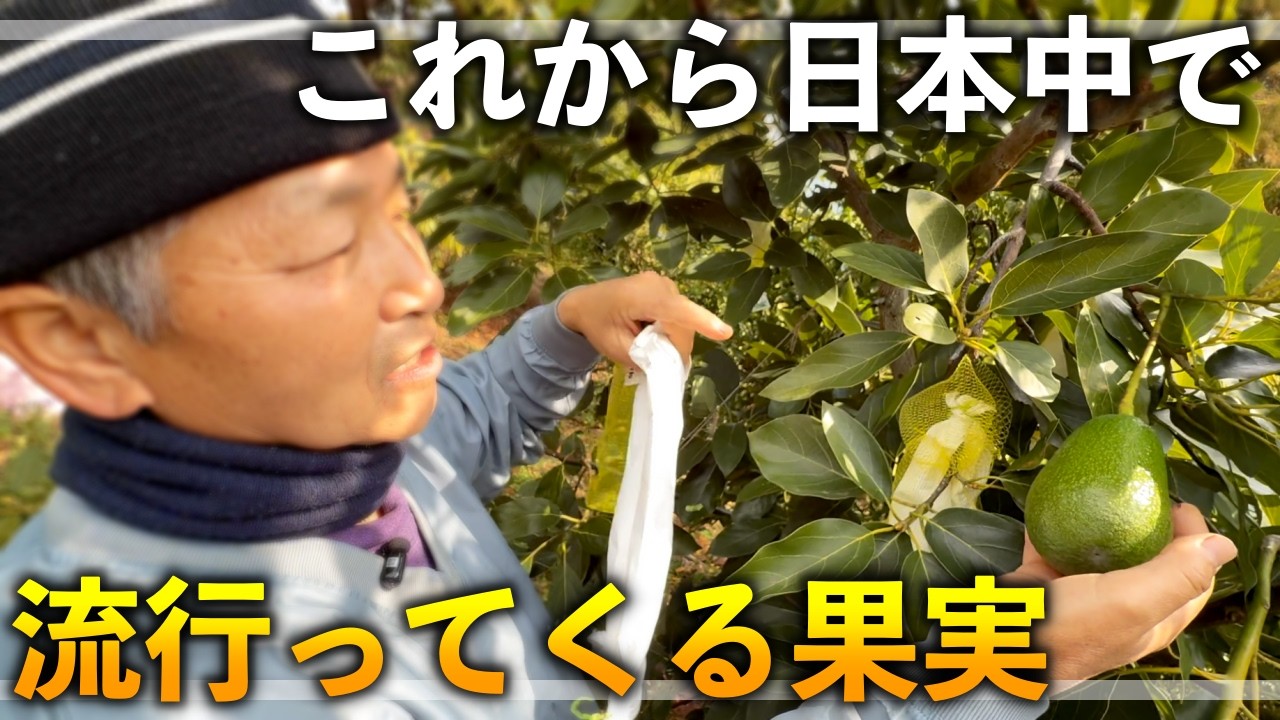 【完全版】これから日本中で作られ始める果実「アボカド」について！課題についても全て共有！！！！【順ちゃん農園 FULL動画】