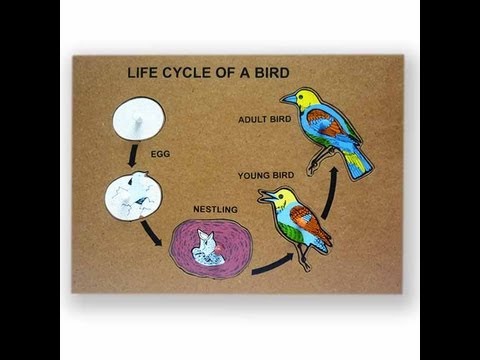 Bird Life Cycle Video for Kids -Science for Kids by makemegenius.com