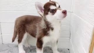 シベリアンハスキーの動画01