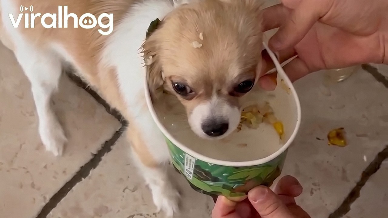 Puppy in a Takeout Box || ViralHog