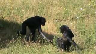 preview picture of video 'Les bonobos : il n'y a pas de mal à se faire du bien... (la Vallée des Singes - France)'