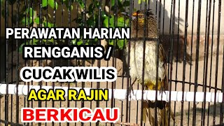 Download lagu Daily Care Tips for Cucak Wilis / Rengganis to Make Them Sing Frequently mp3 Download lagu Daily Care Tips for Cucak Wilis / Rengganis to Make Them Sing Frequently mp3