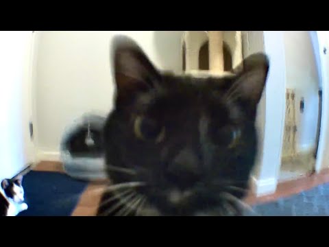 Zahra FLIPS OUT and DESTROYS Security Camera! 😾