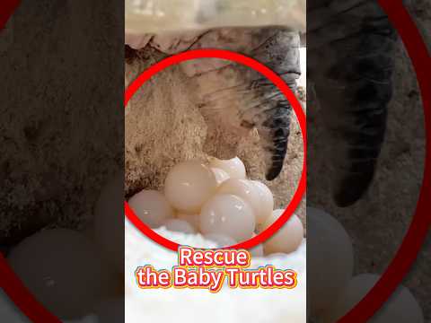 Rescue the Baby Turtles #cute