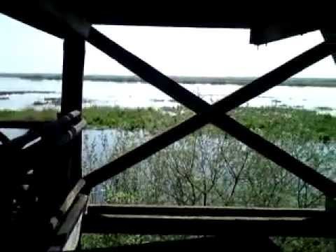 Wieża widokowa nad J.Drużno. Krótki komentarz