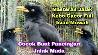 Download lagu 💥 MASTERAN DAN PANCINGAN BURUNG JALAK KEBO GACOR MANGGUT-MANGGUT FULL ISIAN MEWAH PALING DICARI mp3 Download lagu 💥 MASTERAN DAN PANCINGAN BURUNG JALAK KEBO GACOR MANGGUT-MANGGUT FULL ISIAN MEWAH PALING DICARI mp3