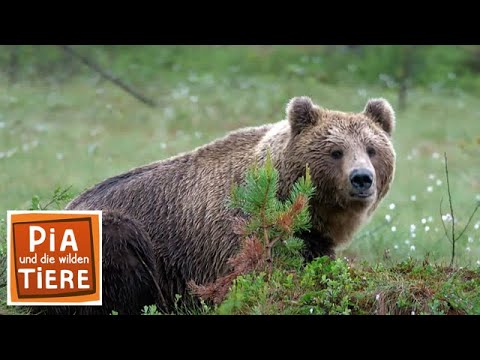 Beeren für den Braunbären | Reportage für Kinder | Pia und die wilden Tiere