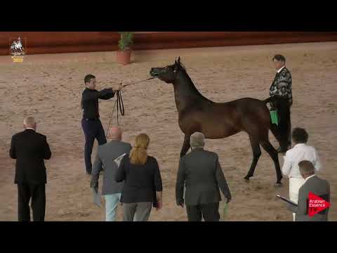 N 81 GW FANTASY   Italian Nationals 2019   4 6 Years Old Mares Class 7