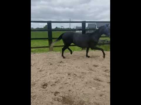 Watermill Swatch Gelding - Image 2