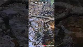 アラスカ！サーモンの川登｜命がけの最期にむけて｜アラスカ｜ #wildlife #salmon #asmr
