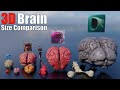 Animal Dinosaur And Sea Monster Brains 3D Size And Weight Comparison