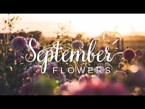 The September Flower Tour - Watch the beauty of our flower fields unfold in Sept 22!