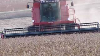 preview picture of video 'combining soybeans november, 2009, near St. Thomas MN'