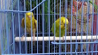 Sleeping Love budgies || Music/song London Bridge