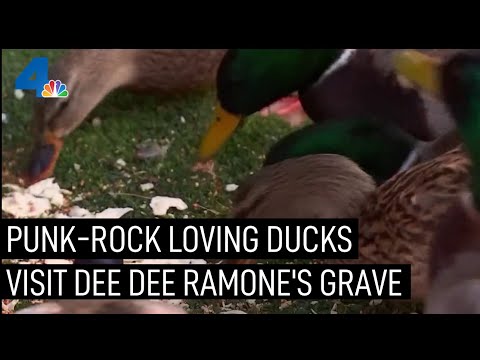 Ducks Walk From Hollywood Cemetery Lake to Dee Dee Ramone's Grave | NBCLA