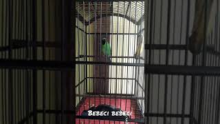 Download lagu cucak ijo bebeci bebeci mp3