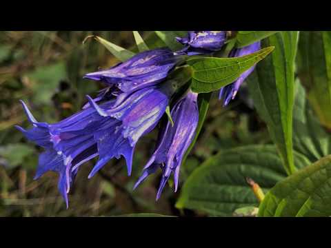 Rifugio P. F. Calvi Monte Peralba