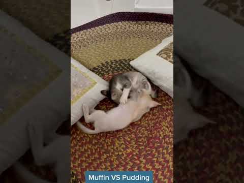 Azmina’s Cat is fighting 🐈