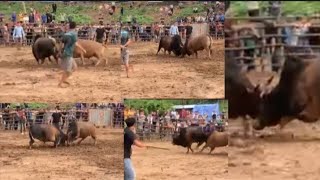 Nyuj sib nraus zoo saib lom zem heev