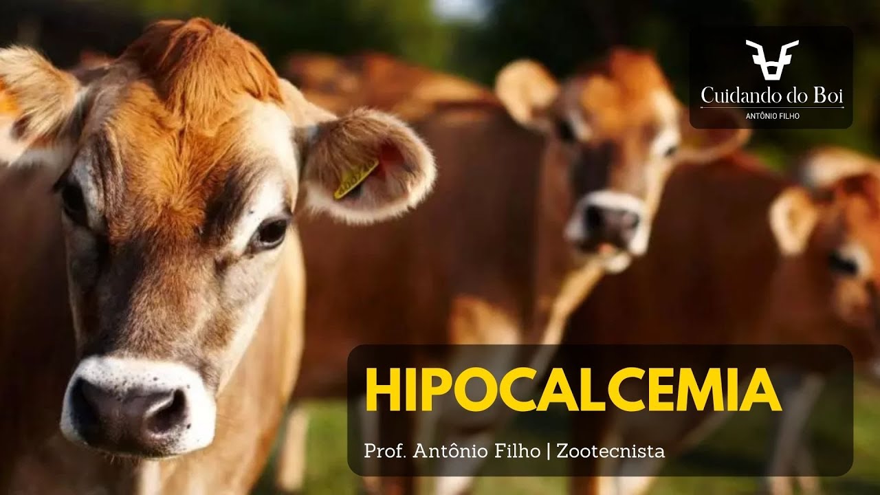 Aula de Bovinocultura - Ao Vivo: Hipocalcemia em vacas leiteiras