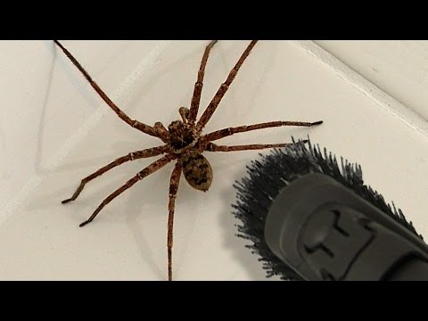download lagu mp3 mp4 Bathroom Spider, download lagu Bathroom Spider gratis, unduh video klip Bathroom Spider