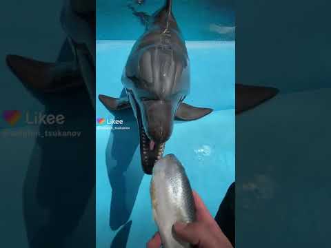 feeding the dolphins