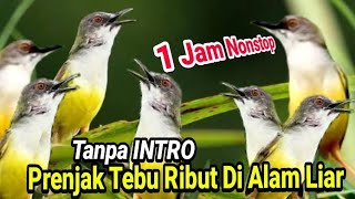Download lagu 1 Jam Tanpa Intro Ciblek tebu Pikat Gacor Prenjak ... mp3