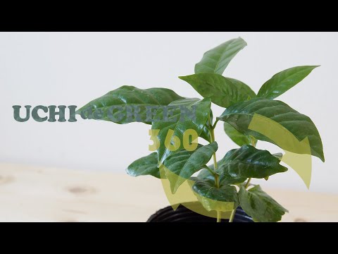 園芸 アラビアンコーヒーの木