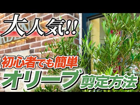 鉢植えのオリーブの木をいつ簡単に剪定するか：その理由と方法をすべて解説！  庭園