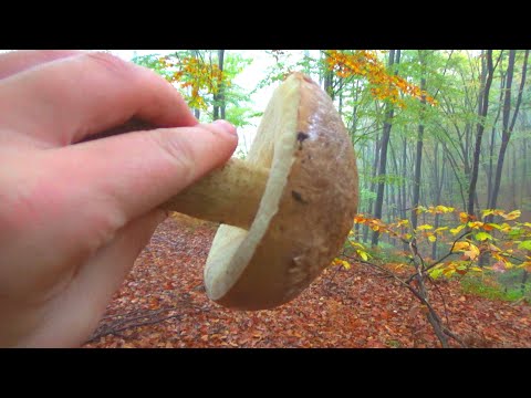 Topolov Deda - Zadnji Kao Lutka