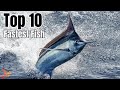 10 Fastest Fish In The World