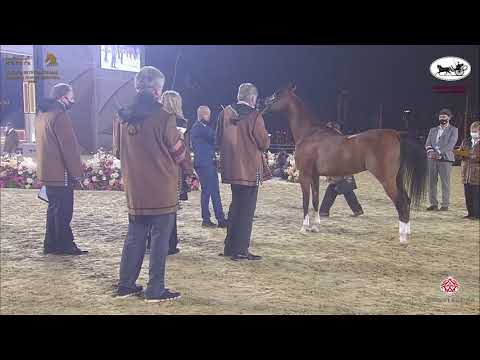 N 164 SHAHIR AL REEH   Katara International Arabian Horse Festival   Stallions 4 6 Years Old Class 1
