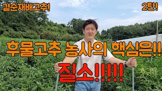 후물고추 농사의 핵심은 질소입니다!!~~ 후물고추도 잘 기르면 인건비, 자재값 뽑습니다^^! 고추 농사 잘 …